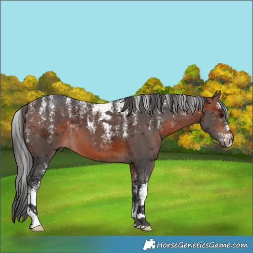 Horse Color:Powder White Bay Merle