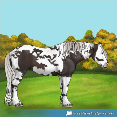 Horse Color:Silver Brown Splash Tobiano 
