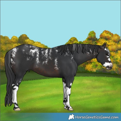 Horse Color:Powder White Brown Splash 