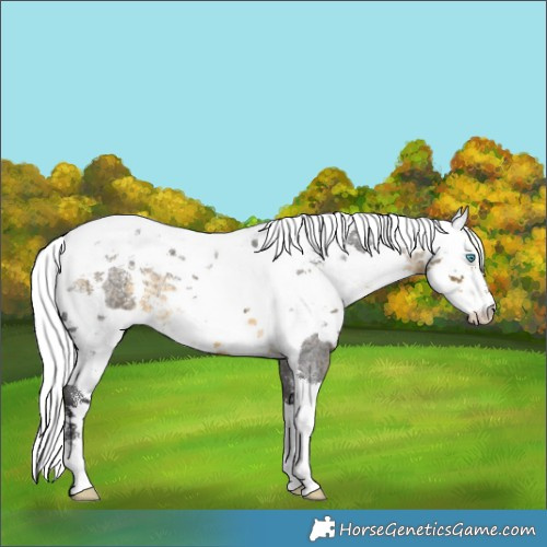 Horse Color:Powder White Buckskin Roan Harlequin Merle 