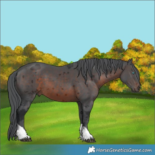 Horse Color:Brown Merle Tobiano 