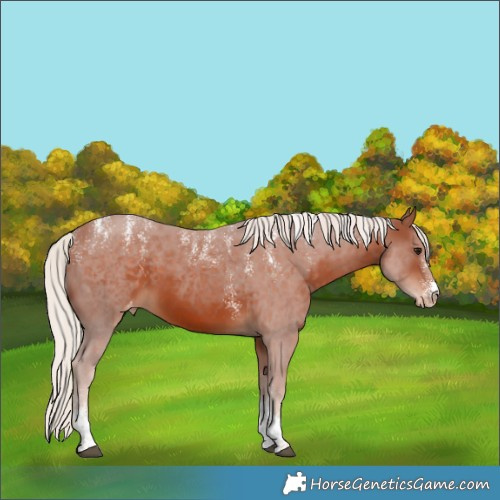 Horse Color:Powder White Silver Bay Tobiano Varnish