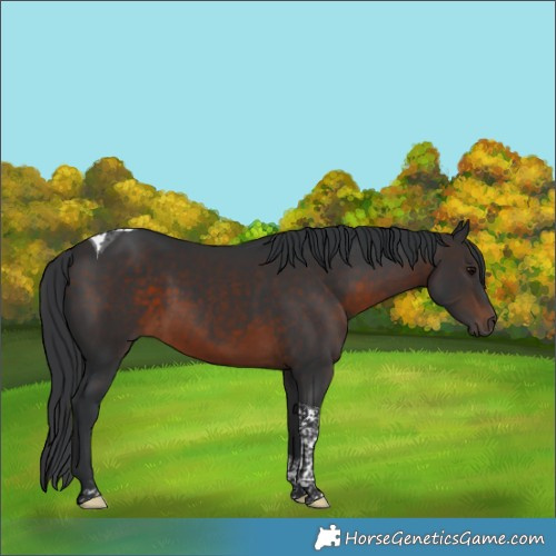 Horse Color:Brown Tobiano