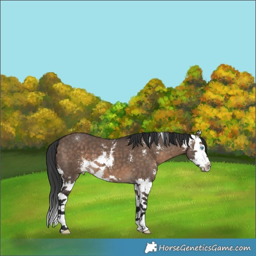 Horse Color:Brown Dun Sabino Splash 