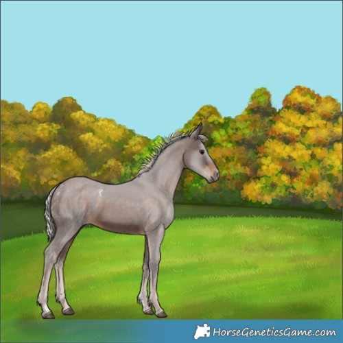 Horse Color:Powder White White Spotted Silver Brown 