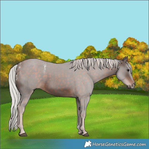 Horse Color:Powder White White Spotted Silver Brown