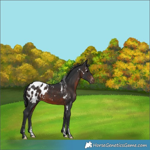 Horse Color:Powder White White Spotted Brown Appaloosa 