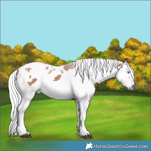 Horse Color:White Spotted Silver Bay Harlequin Merle Tobiano 