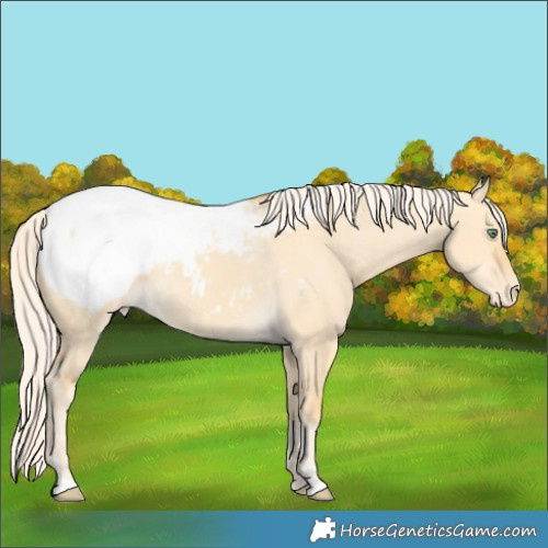 Horse Color:Gold Cream Champagne Dun Snowcap 
