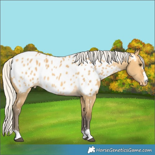Horse Color:Silver Buckskin Dun Near Leopard