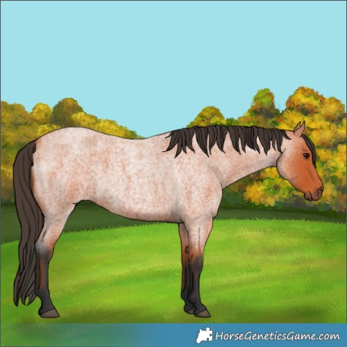 Horse Color:Unknown 