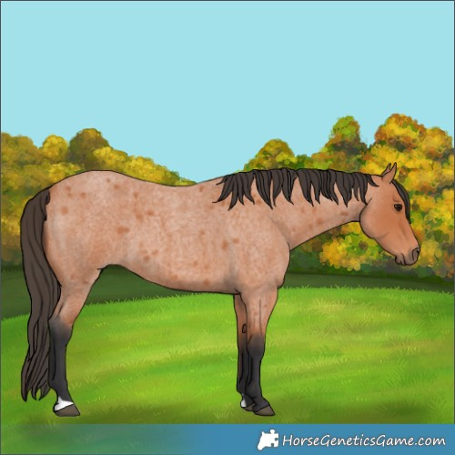 Horse Color:Unknown 