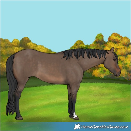 Horse Color:Unknown 