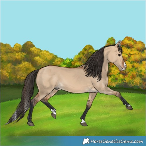 Horse Color:Bay Dun Splash Rabicano