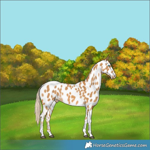 Horse Color:Palomino Tobiano Frame Appaloosa Rabicano
