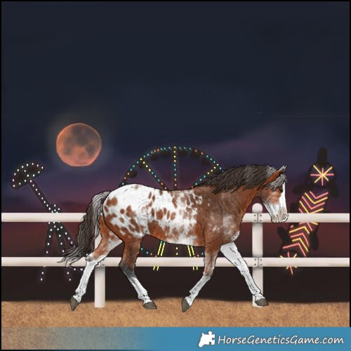 Horse Color:White Spotted Bay Splash Blanket