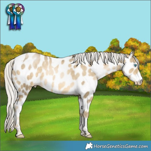 Horse Color:Silver Smoky Black Pearl Tobiano Appaloosa