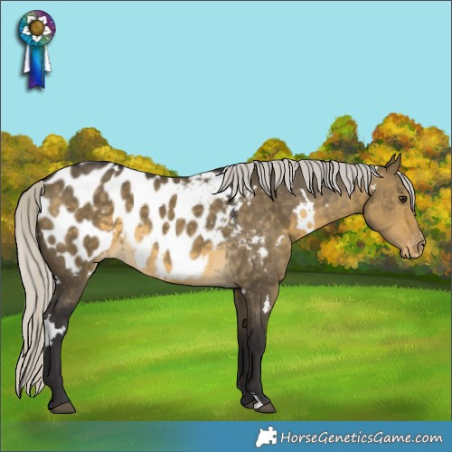 Horse Color:White Spotted Silver Buckskin Dun Appaloosa 