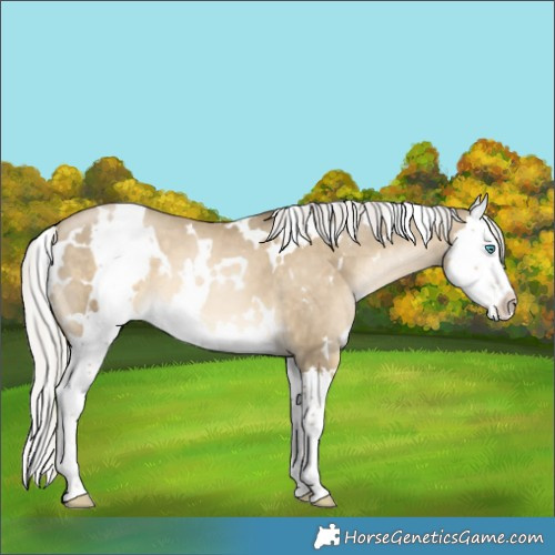 Horse Color:White Spotted Silver Smoky Black Pearl Splash 