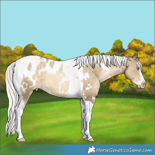 Horse Color:White Spotted Silver Black Snowdrop Pearl Splash Tobiano Appaloosa 