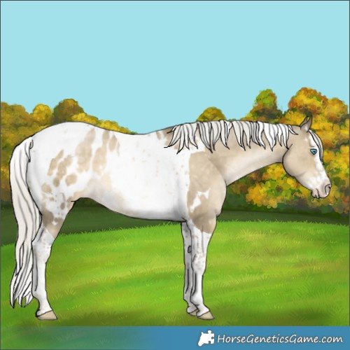 Horse Color:White Spotted Silver Black Snowdrop Pearl Mushroom Splash Tobiano Appaloosa 