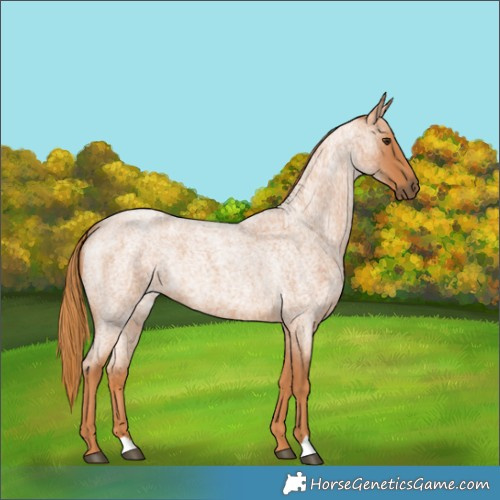 Horse Color:Red Roan