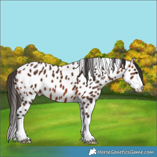 Horse Color:Bay Splash Near Leopard 