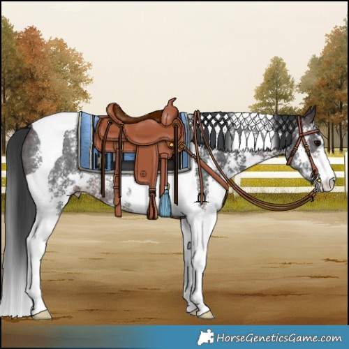 Horse Color:Brown Sabino Tobiano Rabicano 