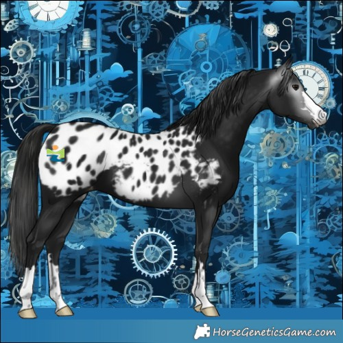 Horse Color:Gray Black Blanket
