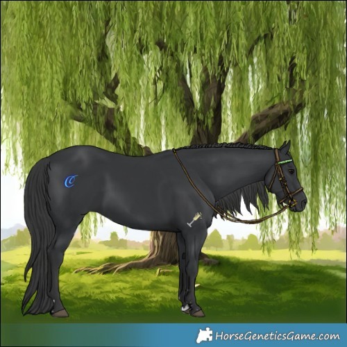 Horse Color:Black 