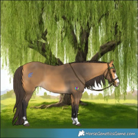 Horse Color:Buckskin