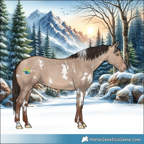 Horse Color:White Spotted Amber Champagne Dun