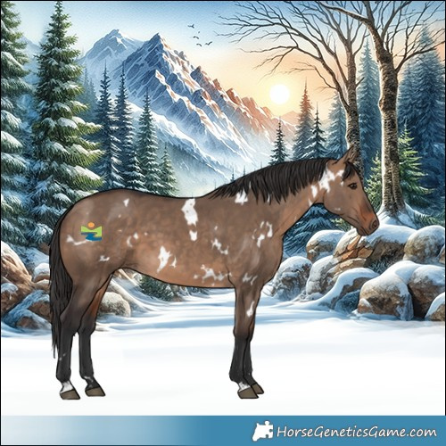 Horse Color:White Spotted Bay Dun