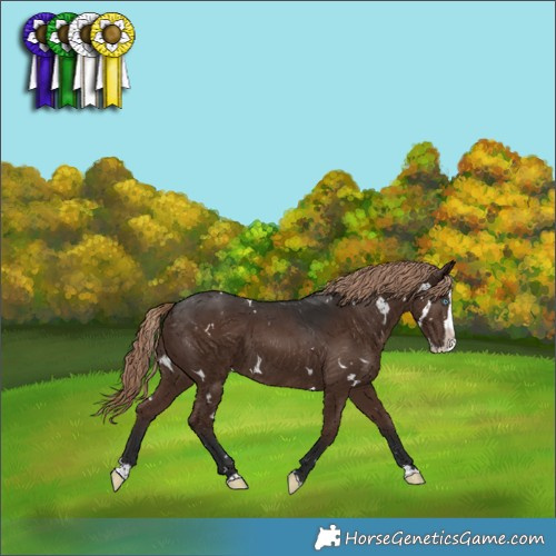 Horse Color:White Spotted Liver Chestnut Splash 
