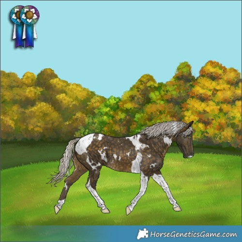 Horse Color:White Spotted Silver Buckskin Tobiano