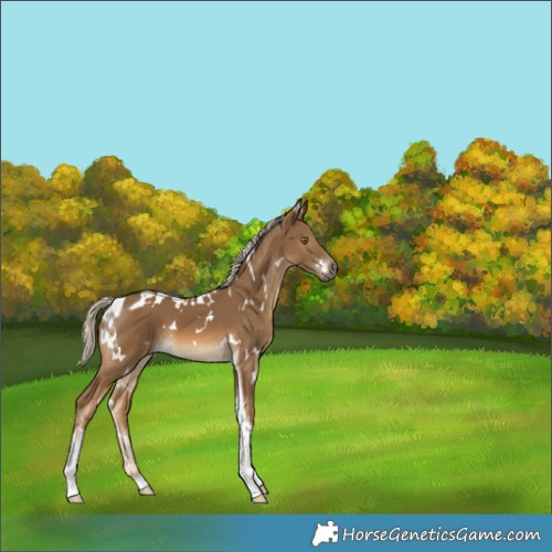Horse Color:White Spotted Chocolate Palomino Tobiano 
