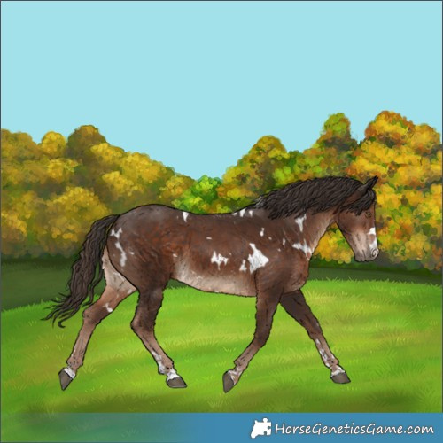 Horse Color:White Spotted Liver Chestnut