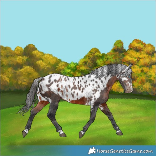 Horse Color:Brown Merle Skewed Appaloosa Rabicano