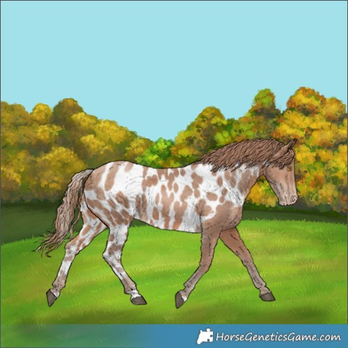 Horse Color:Brown Pearl Merle Skewed Appaloosa 