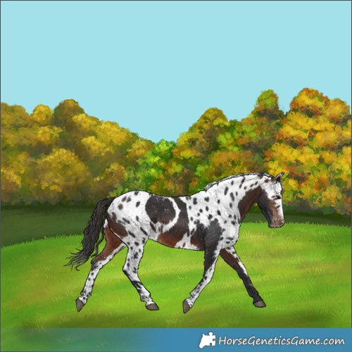 Horse Color:Brown Skewed LP Spotted 