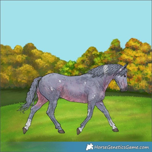 Horse Color:Gray Watercolor White Spotted Brown Merle Sabino 