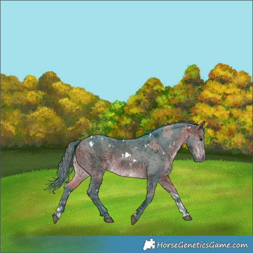 Horse Color:Watercolor White Spotted Bay Merle Sabino Rabicano 