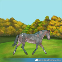 Horse Color:Watercolor White Spotted Bay Merle Sabino Rabicano