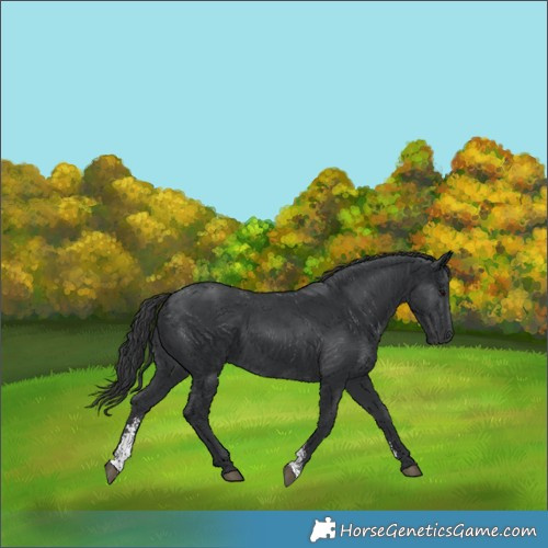 Horse Color:Black Sabino