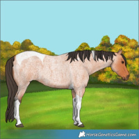 Horse Color:Bay Roan Tobiano 