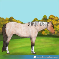 Horse Color:Bay Roan Tobiano 