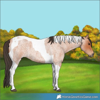 Horse Color:Bay Roan Tobiano 