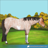 Horse Color:Bay Roan Tobiano