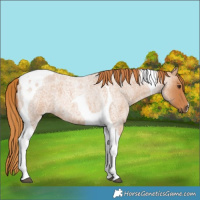 Horse Color:Red Roan Tobiano