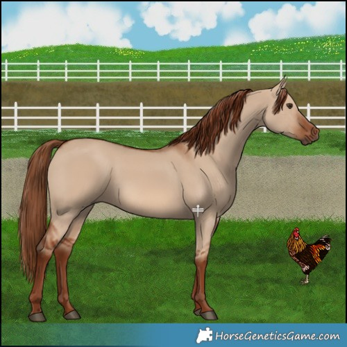 Horse Color:Red Dun 